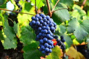 Виноградная лоза - один из символов христианства