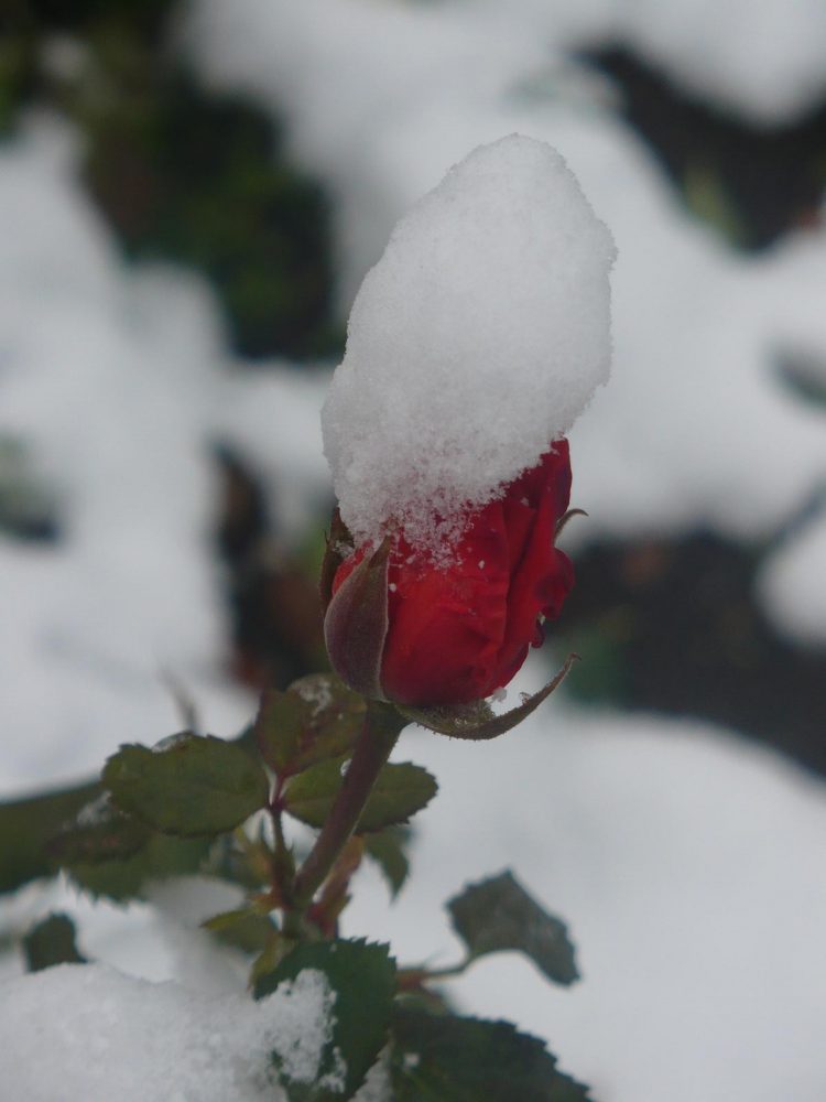 Carmelite SISTERS: Five THINGS WE CAN LEARN THANKS TO QUARANTINE