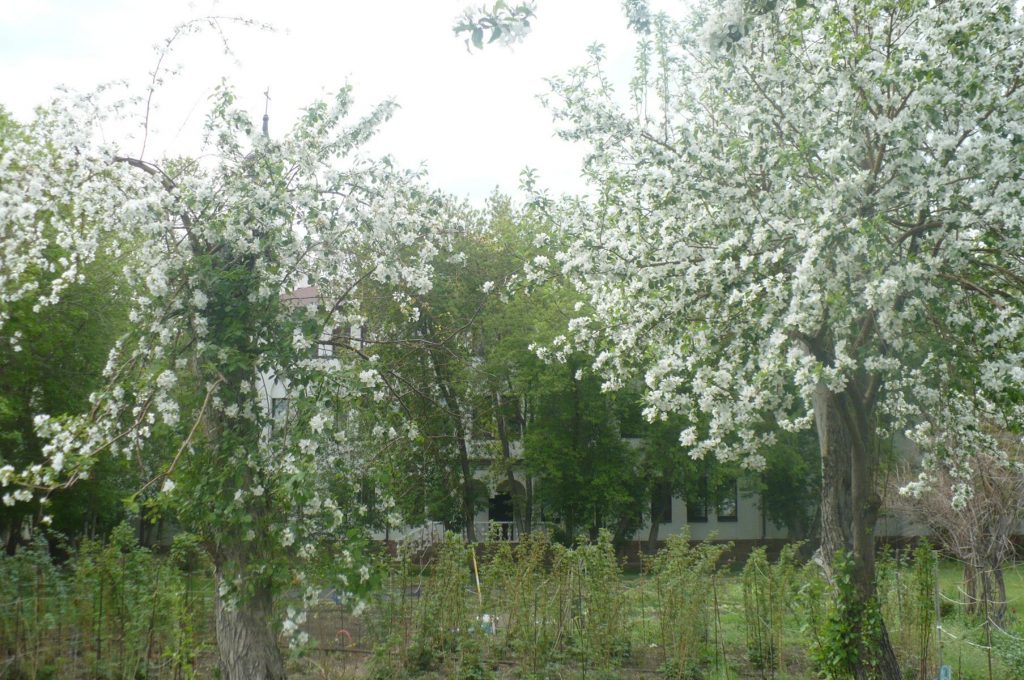 Carmelite SISTERS: Five THINGS WE CAN LEARN THANKS TO QUARANTINE